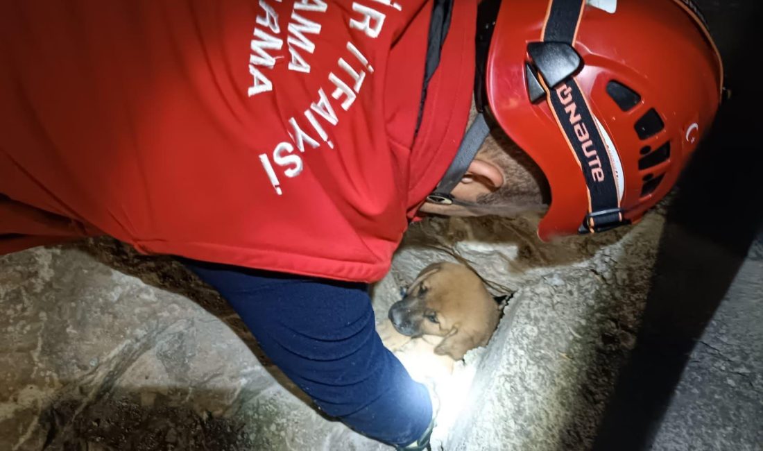 Kayalıklara sıkışan yavru köpek itfaiye tarafından kurtarıldı Edremit’te kayalıklara sıkışan yavru köpek itfaiye tarafında yapılan çalışma ile