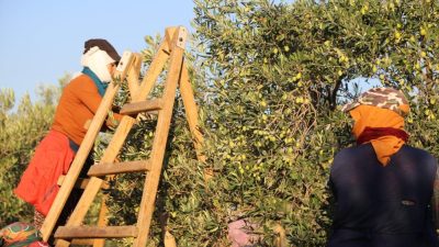 Altınova Mahallesi’nde dualar ve hayır yemeğiyle yapılan ilk hasat geleneği