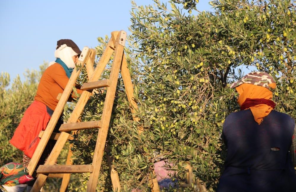 Ayvalık’ta dua ve hayır yemekleriyle ilk hasat Altınova Mahallesi’nde dualar ve hayır yemeğiyle yapılan ilk hasat geleneği