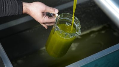 Türkiye’nin önemli zeytin ve zeytinyağı üretim merkezlerinden birisi olan Balıkesir’in