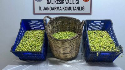 Edremit’te jandarma tarafından yapılan çalışmada zeytin hırsızlığı yapan 3 kişi