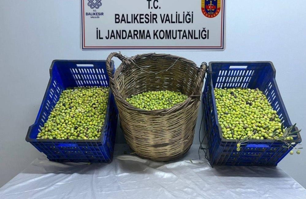 Zeytin hırsızları tutuklandı Edremit’te jandarma tarafından yapılan çalışmada zeytin hırsızlığı yapan 3 kişi