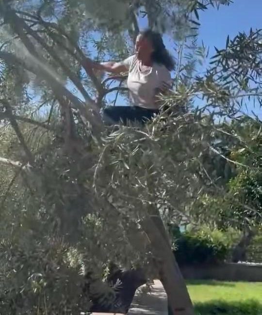 Hülya Avşar Ayvalık’taki evinde zeytin hasadı yaptı Hülya Avşar evinin bahçesindeki zeytin ağacında hasat yaptı. Ağaca tırmanarak