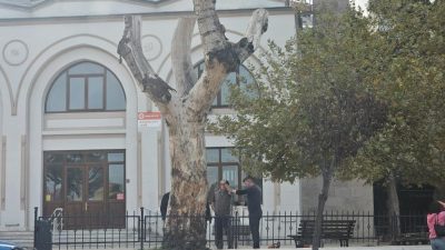 Bandırma’da, tarihi Haydarçavuş Camii bahçesinde yer alan asırlık kavak ağacının