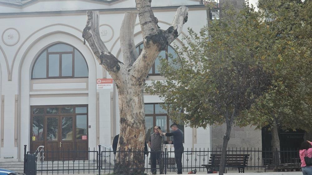 Bandırma’da asırlık kuruyan kavak ağacın kalan kısmı da kesildi Bandırma’da, tarihi Haydarçavuş Camii bahçesinde yer alan asırlık kavak ağacının
