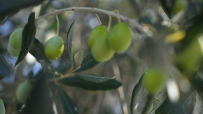 2024-2025 zeytin hasat sezonu tüm hızıyla devam ederken Ulusal Zeytin