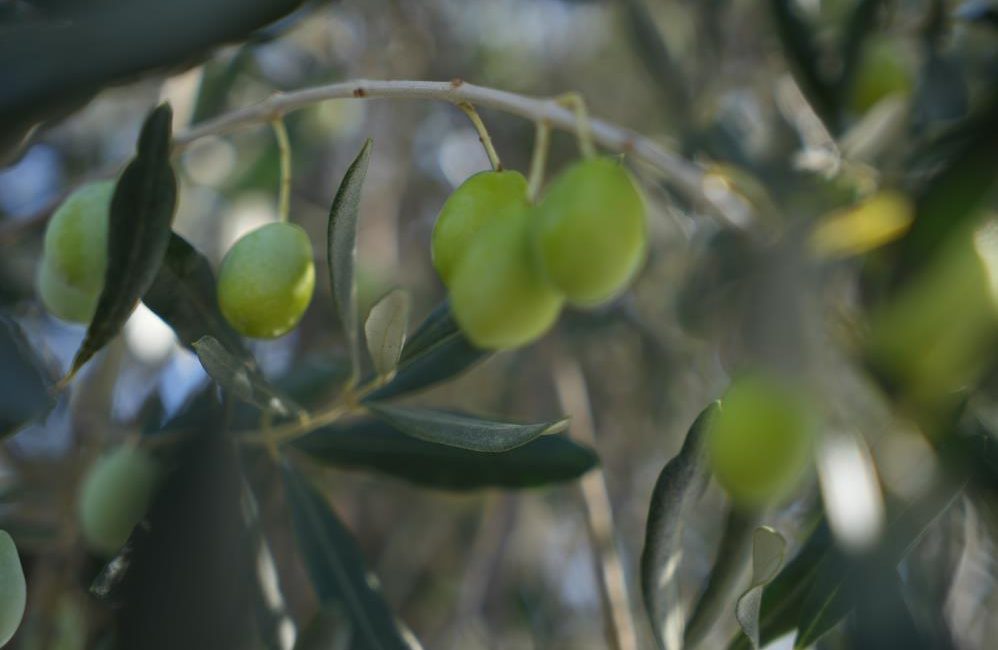 2024-2025 zeytin sezonunda 475 bin ton zeytinyağı rekoltesi bekleniyor 2024-2025 zeytin hasat sezonu tüm hızıyla devam ederken Ulusal Zeytin