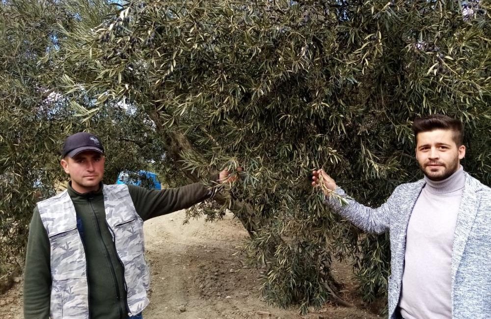Bandırma’da susuzluk zeytin ağaçlarını da etkiledi Bandırma’da, 2024 yılının kurak ve yağışsız geçmesi bölgeye has olan