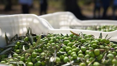 Zeytin hasadı öncesi Bandırma’da açıklanan yeni yevmiye ücretleri, yüzde 65’lik