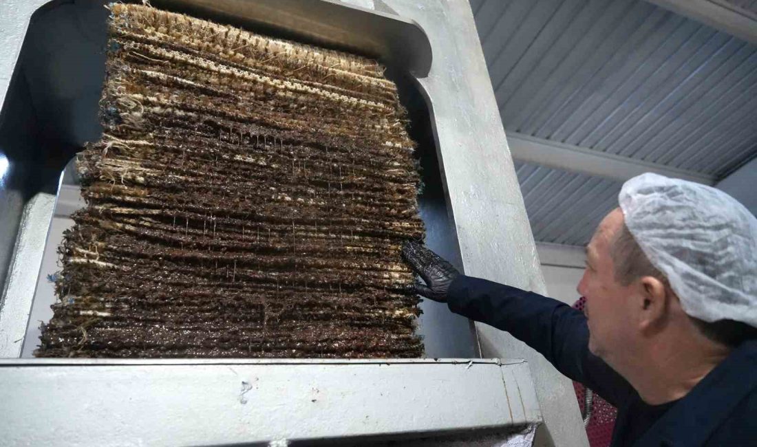 100 yıllık sistemler ile taş baskı zeytinyağı üretiliyor BALIKESİR’İN AYVALIK İLÇESİNDE ZEYTİN HASADI VE ZEYTİNYAĞI ÜRETİMİN TÜM HIZIYLA