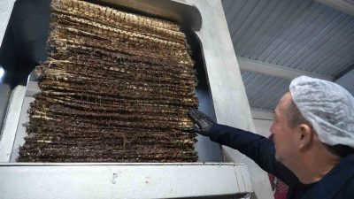 BALIKESİR’İN AYVALIK İLÇESİNDE ZEYTİN HASADI VE ZEYTİNYAĞI ÜRETİMİN TÜM HIZIYLA