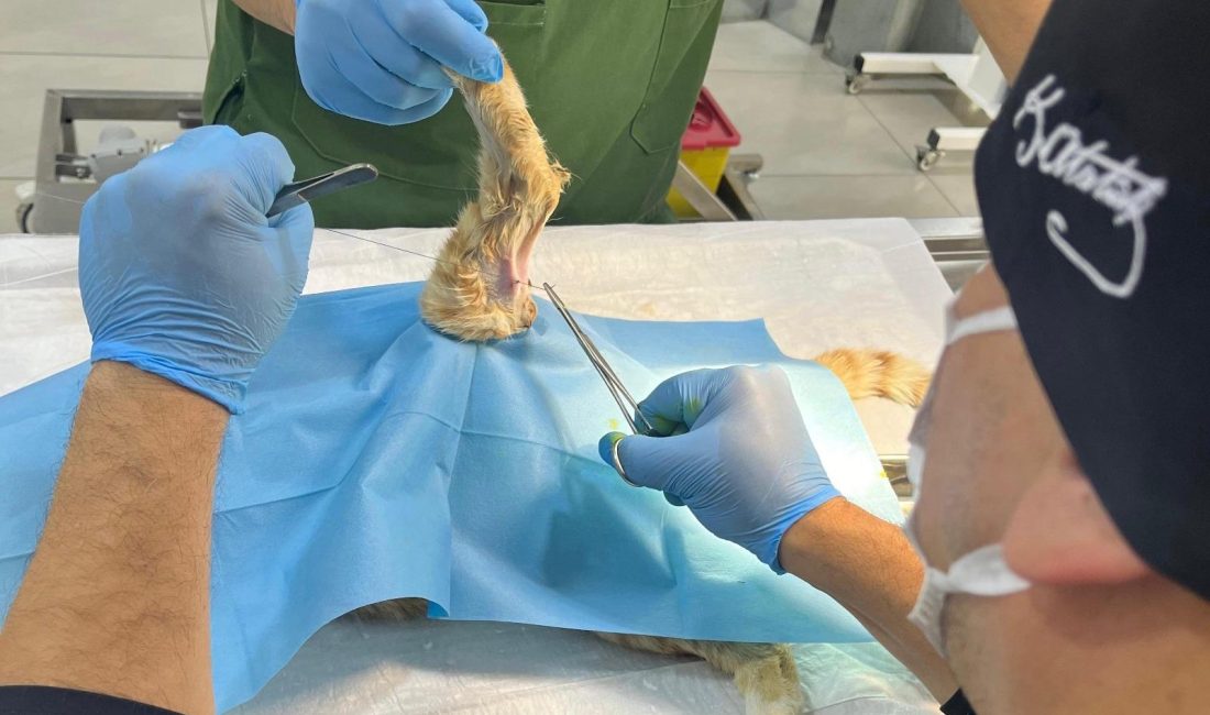Bandırma’da yapılan tedaviyle sokak kedisi hayata tutundu Erdek’te olta iğnelerinin hedefi olan sokak kedisi, Bandırma Sokak Hayvanları