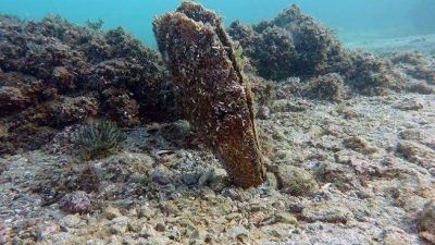 Bandırma’da düzenlenen MAR-ÇAYIR ve MAR-PİNA projeleri 1’inci yıl sonuç toplantısında,