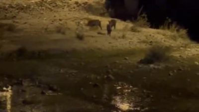 Havran’da bulunan Madra Dağı’nda aç kalan domuzlar, ilçe merkezine indi.