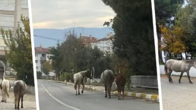 Erdek cadde ve sokaklarında başıboş şekilde gezen atlar, tehlike saçıyor.