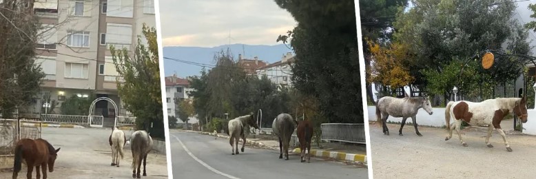 Erdek cadde ve sokaklarında başıboş şekilde gezen atlar, tehlike saçıyor.