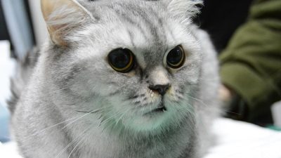Balıkesir Üniversitesi Veteriner Fakültesi’nde damak yarığı nedeniyle sürekli hapşıran “Kedi
