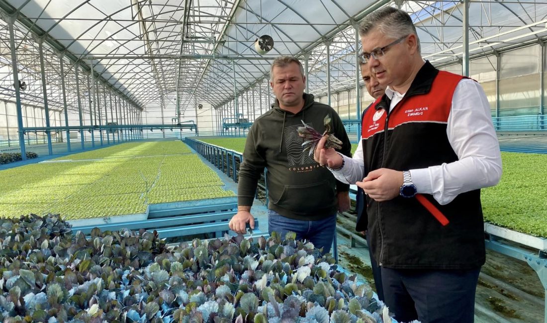 Balıkesir tarımında dönüm noktası: “Doku Kültürü Laboratuvarı” kurulacak Susurluk’ta kurulacak doku kültürü laboratuvarı, hastalık ve zararlılardan arındırılmış, verimli