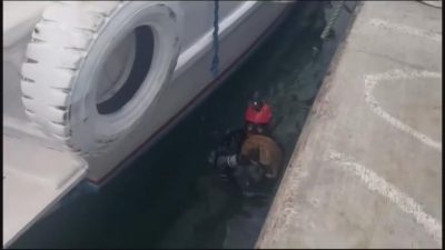 Cunda Adası’nda bir iskelenin altında mahsur kalan kedin için Sahil