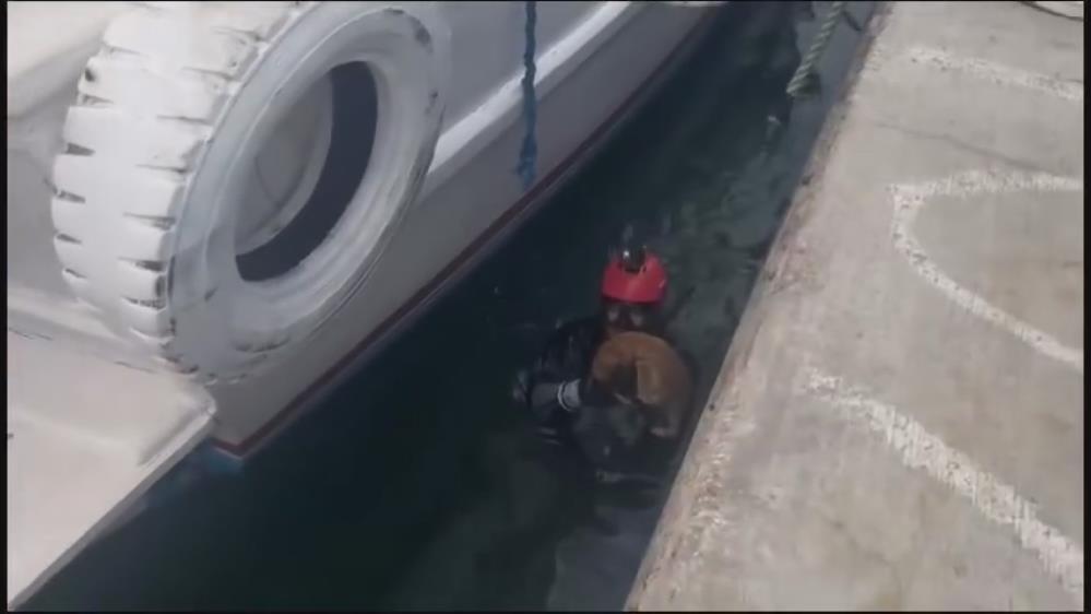Sahil Güvenlik, iskele altında mahsur kalan kedi için kurtarma operasyon düzenledi Cunda Adası’nda bir iskelenin altında mahsur kalan kedin için Sahil