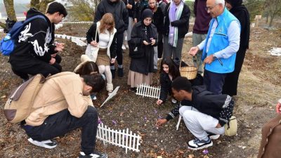 Balıkesir Üniversitesinde bulunan Botanik bahçesinin soğanlı bitkiler bahçesinde safranlar çiçek