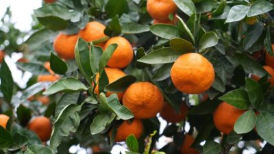 Havran’da hasadına başlanan coğrafi işaretli Satsuma cinsi mandalinada bu yıl