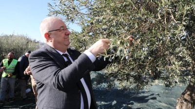 Edremit Belediyesi, kendi mülkiyetindeki zeytinliklerde zeytin hasadını tüm hızıyla sürdürüyor.