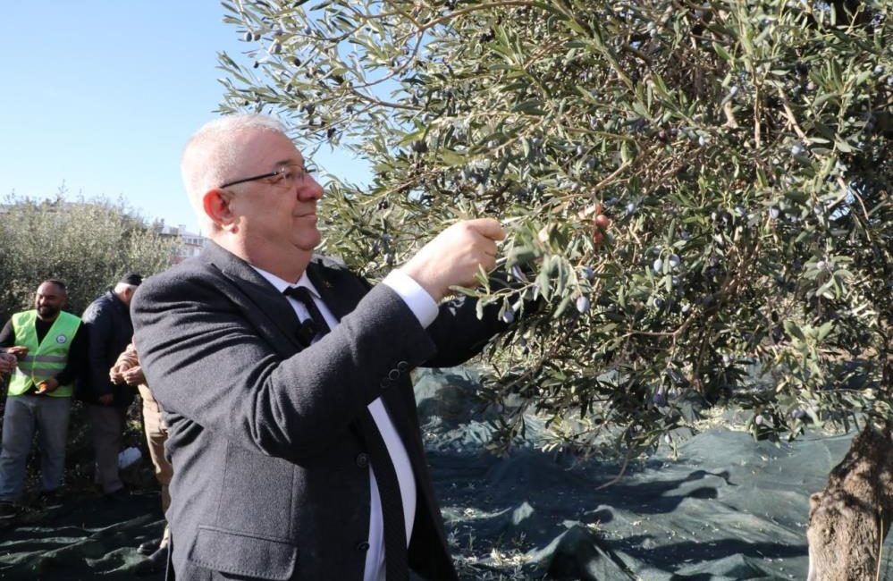 Edremit Belediyesi, kendi mülkiyetindeki zeytinliklerde zeytin hasadını tüm hızıyla sürdürüyor.