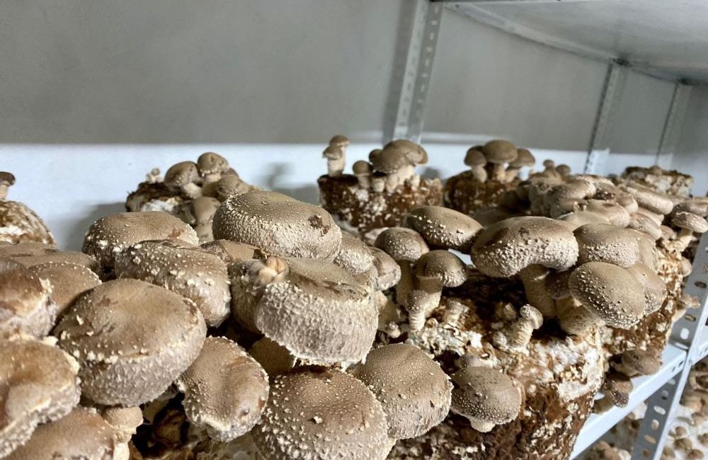 Balıkesir, son yıllarda tıbbi ve gastronomik değeri yüksek mantar üretimiyle
