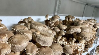 Balıkesir, son yıllarda tıbbi ve gastronomik değeri yüksek mantar üretimiyle
