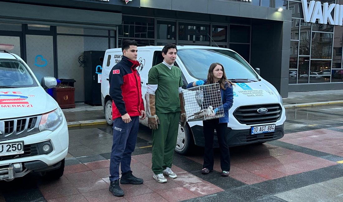 Bandırma’da yaralı martı itfaiye ekiplerince kurtarıldı Balıkesir Büyükşehir Belediyesi Bandırma İtfaiye ekipleri, Paşabayır Mahallesi’nde ağacın tepesinde