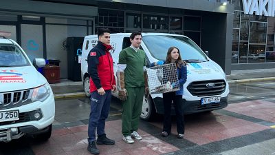 Balıkesir Büyükşehir Belediyesi Bandırma İtfaiye ekipleri, Paşabayır Mahallesi’nde ağacın tepesinde