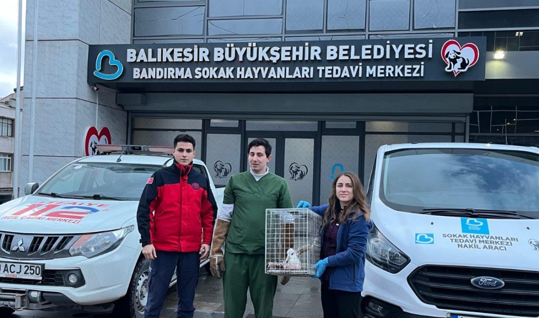 Ağaçta mahsur kalan yaralı martının imdadına itfaiye yetişti Paşabayır Mahallesi’nde ağaca takılı kalan yaralı martı, itfaiye ekipleri tarafından
