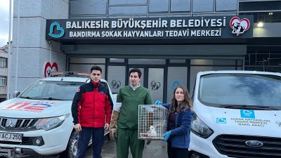 Paşabayır Mahallesi’nde ağaca takılı kalan yaralı martı, itfaiye ekipleri tarafından