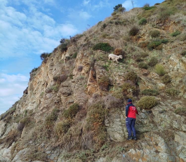 Erdek’te kayalıklarda mahsur kalan koyun kurtarıldı Balıkesir Büyükşehir Belediyesi Erdek İtfaiye ekipleri, zorlu arazi şartları altında