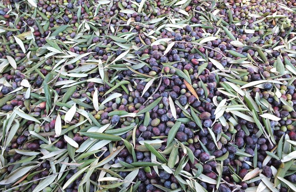 Burhaniye’de yağ rekoltesinde düşüş Türkiye’nin önemli zeytin üretim merkezlerinden Balıkesir’in Burhaniye ilçesinde zeytin hasadı