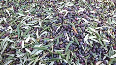 Türkiye’nin önemli zeytin üretim merkezlerinden Balıkesir’in Burhaniye ilçesinde zeytin hasadı