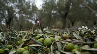 Türkiye’nin önemli zeytin üretim merkezlerinden Balıkesir’in Burhaniye ilçesinde, zeytin üreticileri