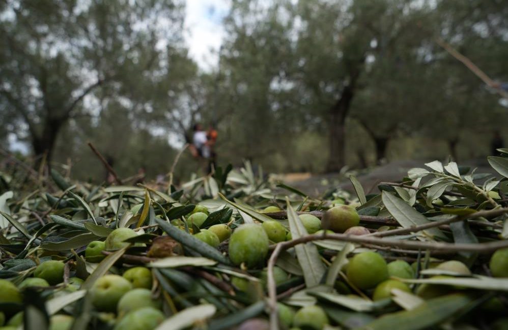 Zeytinyağında beklenen fiyat ocak ayında açıklanacak Türkiye’nin önemli zeytin üretim merkezlerinden Balıkesir’in Burhaniye ilçesinde, zeytin üreticileri