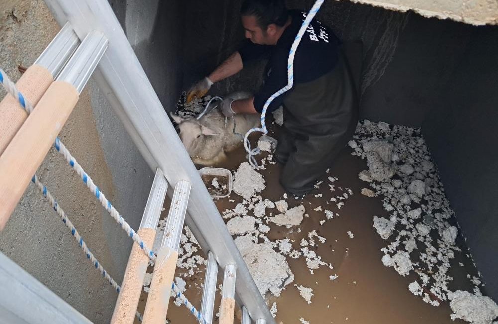 Edremit Güre Mahallesi’nde mahsur kalan koyun kurtarıldı Güre Mahallesi’nde bir koyun düştüğü su deposunda mahsur kaldı. Çevredeki