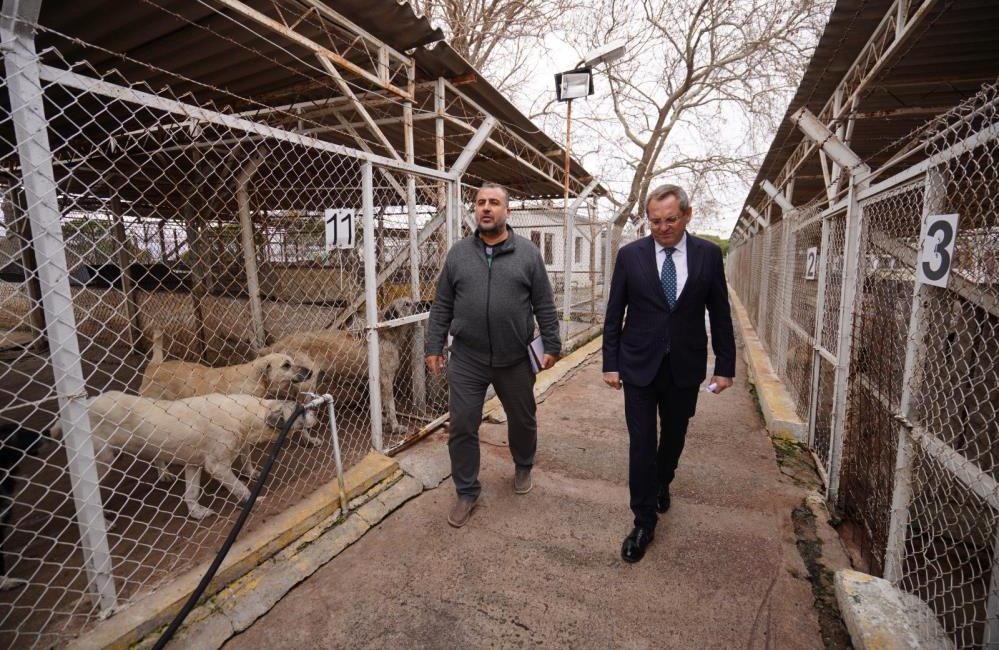 Ayvalık Belediyesi sokaktaki can dostların da yanında Ayvalık Belediyesi Veterinerlik İşleri Müdürlüğü 2024 yılı boyunca 8 bin