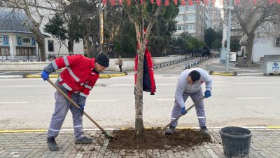 Bandırma Belediyesi, kaldırımlarda yürüyüş konforunu artırmak için ağaç diplerindeki düzensiz