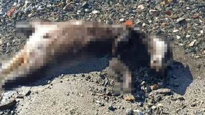 Erdek  Çuğra sahiline vuran ölü porsuk vatandaşları şaşırttı. Sabah saatlerinde