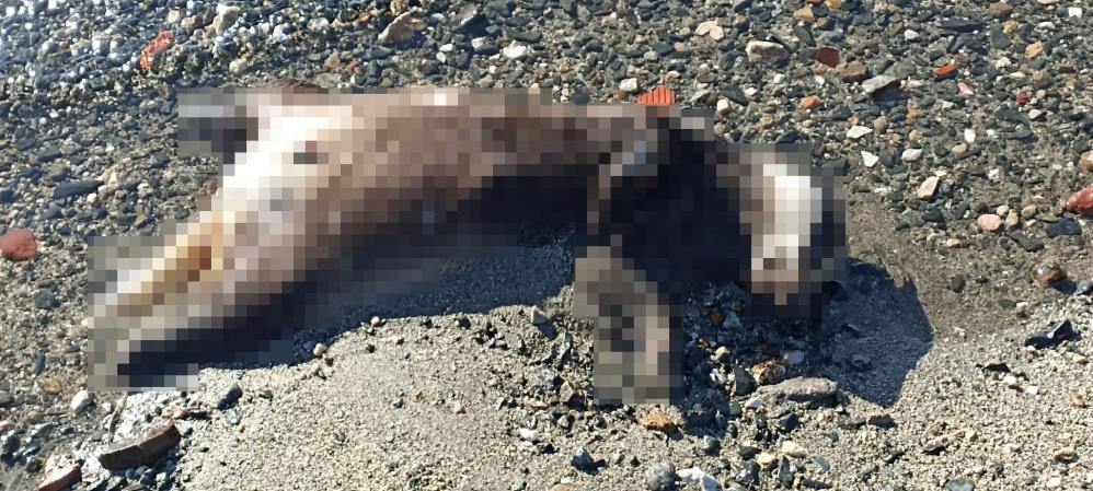 Erdek’te sahile vuran ölü porsuk şaşırttı Erdek Çuğra sahiline vuran ölü porsuk vatandaşları şaşırttı. Sabah saatlerinde