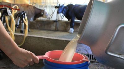 Çiğ süt fiyatının 1 Ocak’tan itibaren 17,15 lira olmasına rağmen