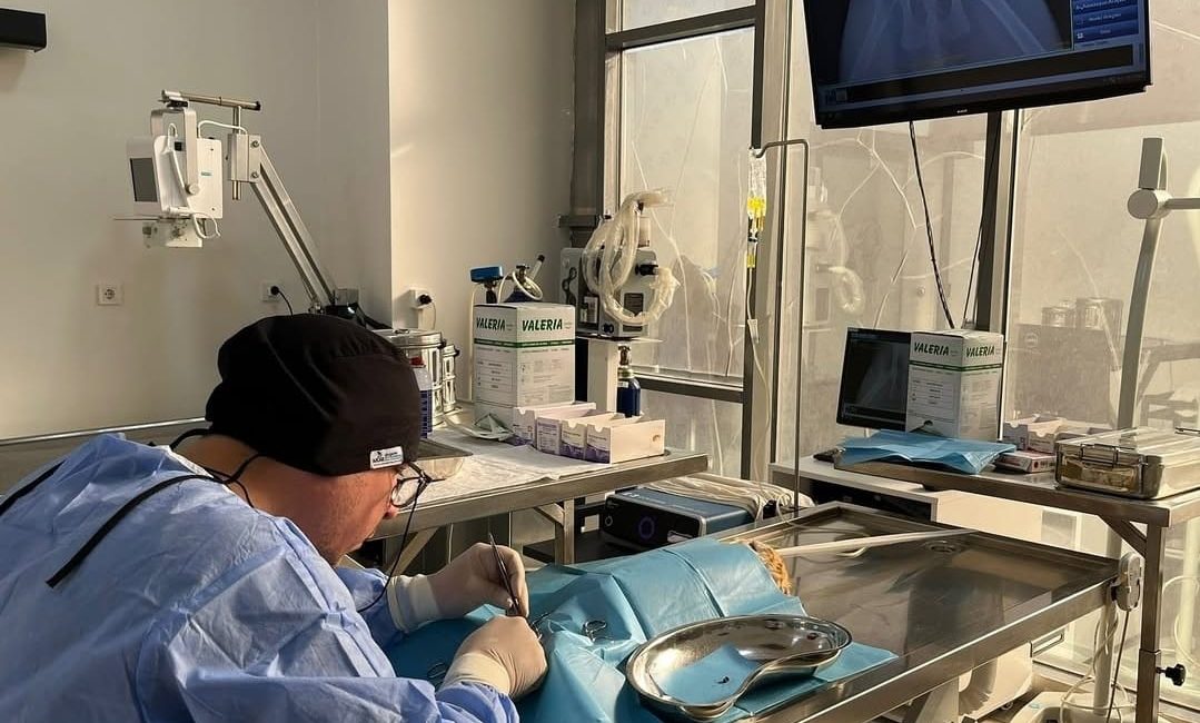 Bandırma’da tedavi edilen kedi hayata tutundu Erdek’ten getirilen ve havalı tüfek saçması nedeniyle belden aşağısı tutmayan