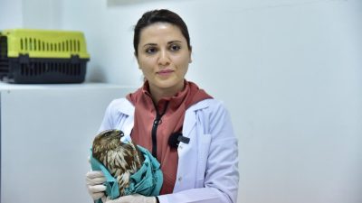 Bir vatandaş tarafından doğada uçamaz halde bulunarak, Balıkesir Üniversitesi Veteriner