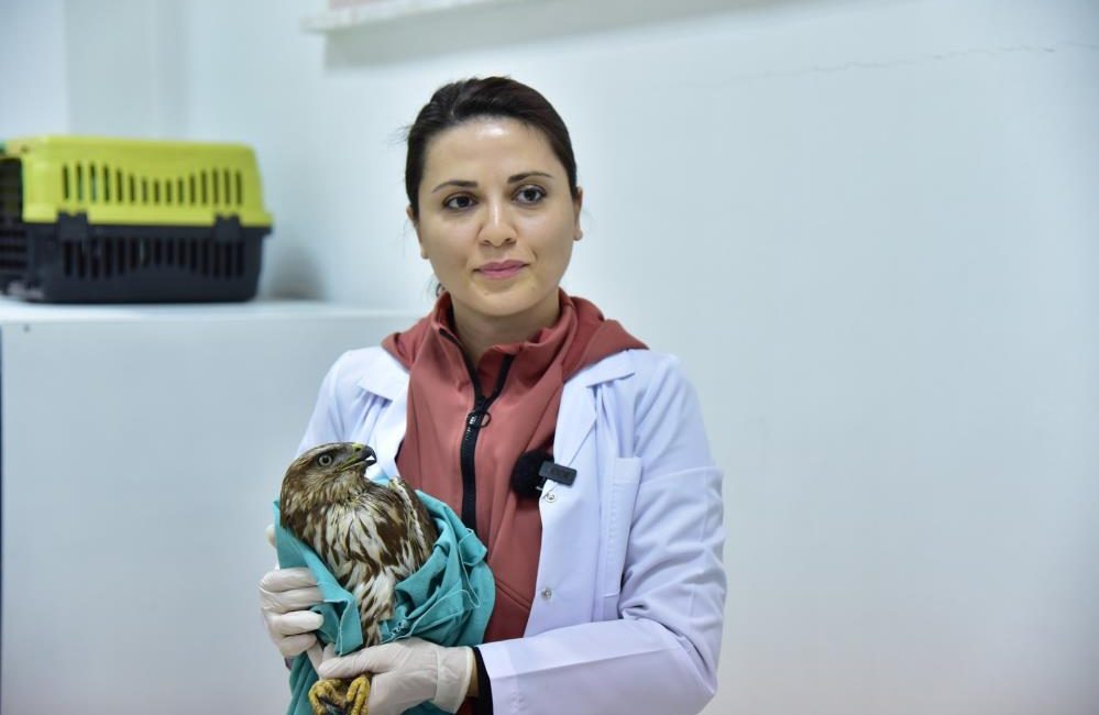 Bitkin halde bulunan şahin tedavi edilerek doğaya salındı Bir vatandaş tarafından doğada uçamaz halde bulunarak, Balıkesir Üniversitesi Veteriner