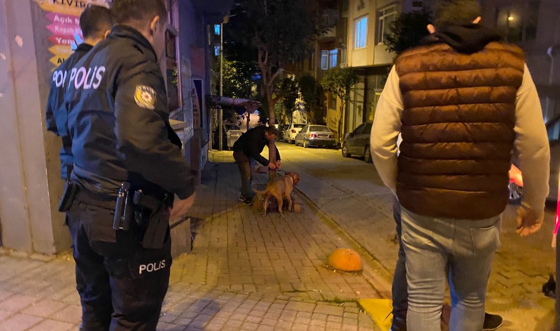 Bandırma’da sahibinin elinden kurtulmayı başaran pitbull, sokak köpeğini yaraladı Bandırma Ordu Caddesi’nde sahibinin elinden kurtulan pitbull cinsi köpek, çevrede