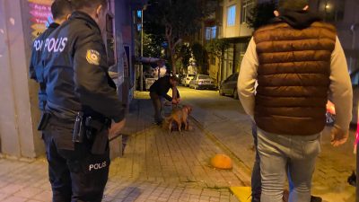 Bandırma Ordu Caddesi’nde sahibinin elinden kurtulan pitbull cinsi köpek, çevrede